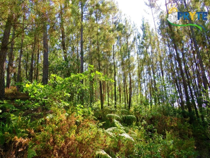 Terreno para Venda em Cernache do Bonjardim, Nesperal e Palhais Foto 21