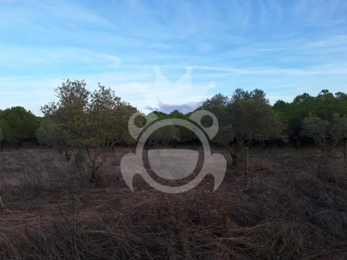 Quinta T2 para Venda em Portel Foto 9