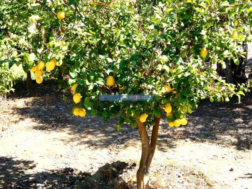 Terreno Agricola ou Rústico para Venda em Vila Nova de Foz Côa Foto 5