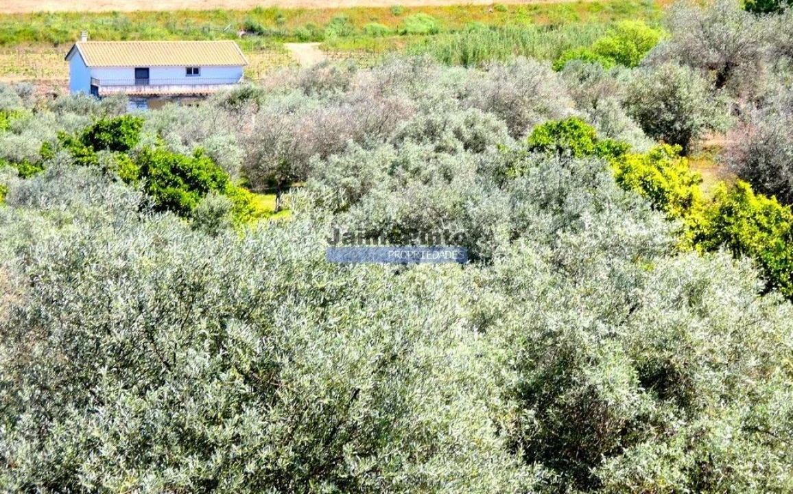 Terreno Agricola ou Rústico para Venda em Vila Nova de Foz Côa Foto 6
