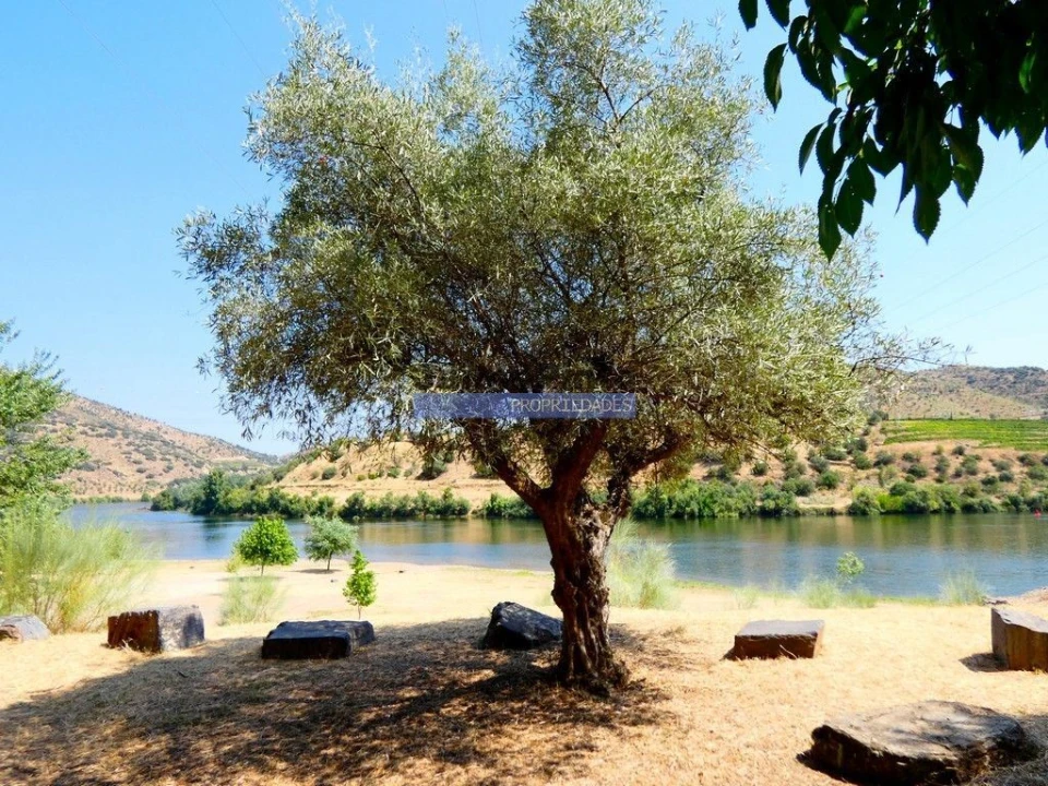 Terreno Agricola ou Rústico para Venda em Vila Nova de Foz Côa Foto 8