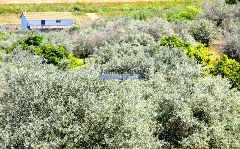 Terreno Agricola ou Rústico para Venda em Vila Nova de Foz Côa Foto 6