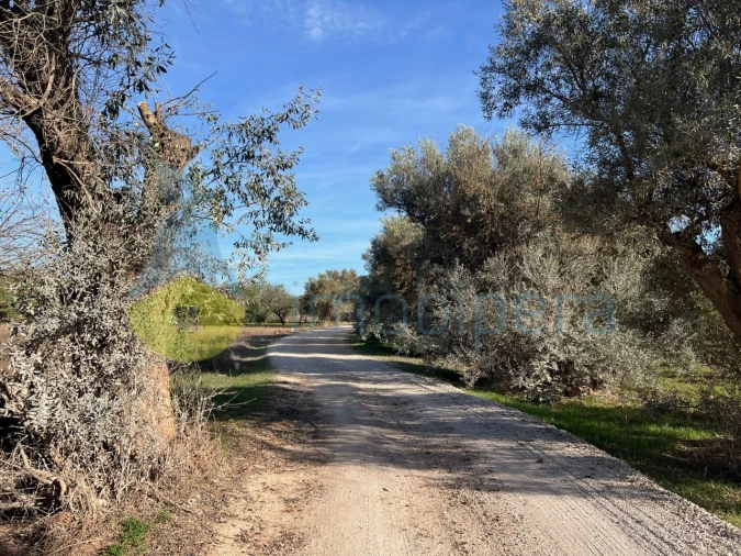 Terreno Agricola ou Rústico para Venda em Paderne Foto 3