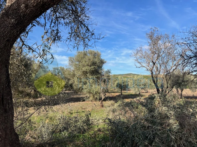 Terreno Agricola ou Rústico para Venda em Paderne Foto 1