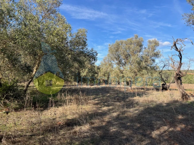 Terreno Agricola ou Rústico para Venda em Paderne Foto 8