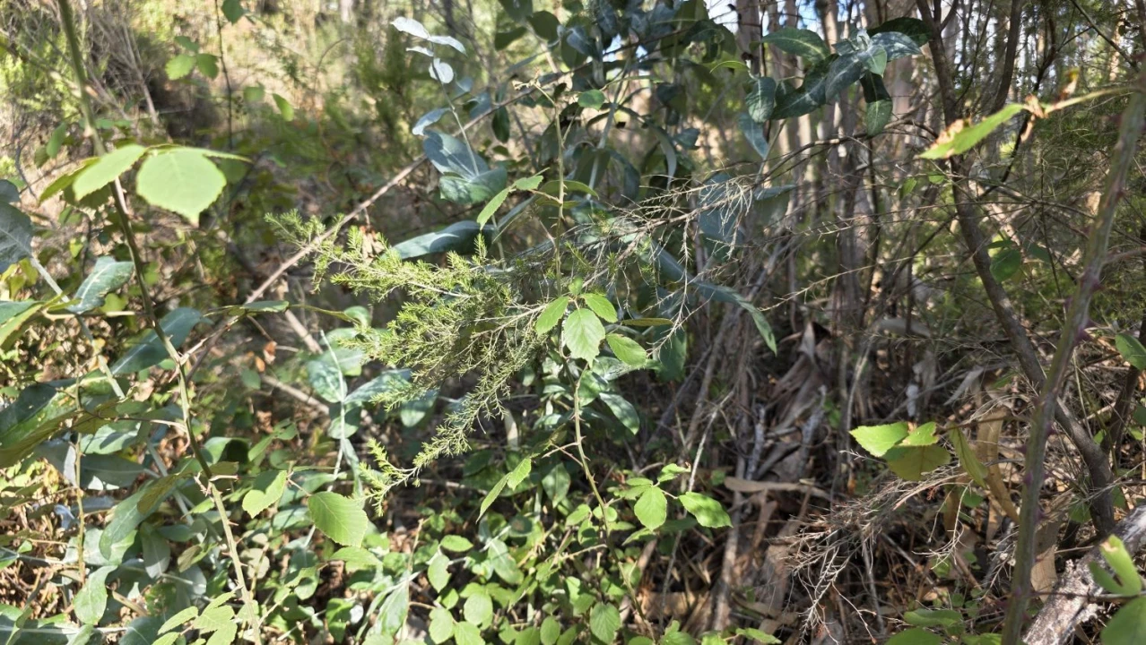 Terreno para Venda em Vila de Rei Foto 5