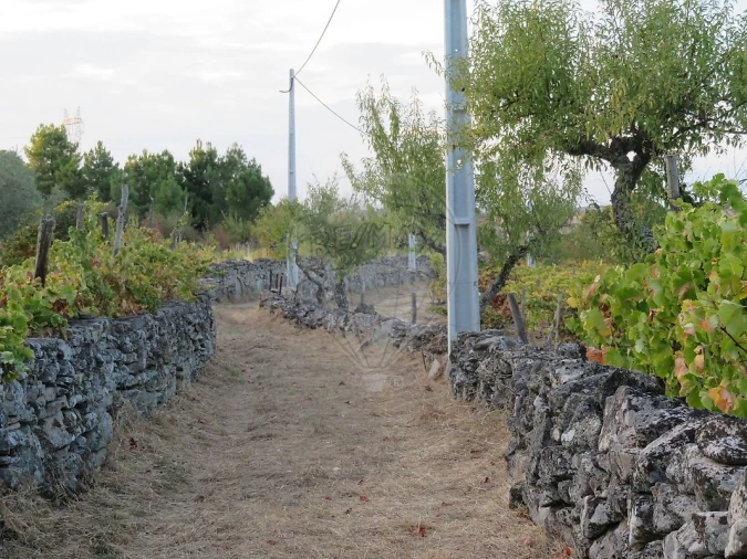 Terreno para Venda em Larinho Foto 16