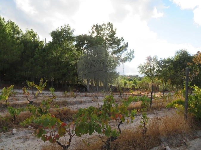 Terreno para Venda em Larinho Foto 15