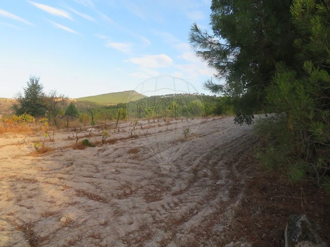 Terreno para Venda em Larinho Foto 19