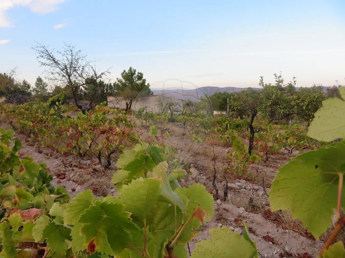 Terreno para Venda em Larinho Foto 17