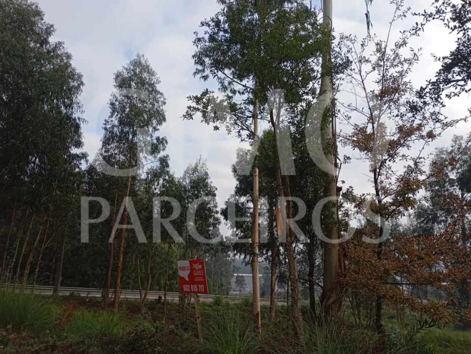 Terreno para Venda em Oiã Foto 4