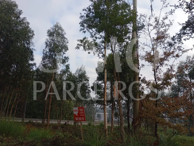 Terreno para Venda em Oiã Foto 4