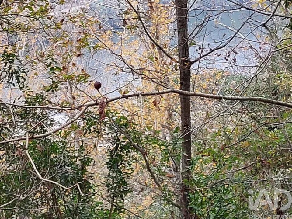 Terreno para Venda em São Cristovão de Nogueira Foto 11