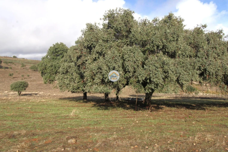 Quinta T3 para Venda em Terena (São Pedro) Foto 44