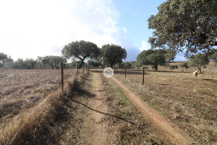 Quinta T3 para Venda em Terena (São Pedro) Foto 43