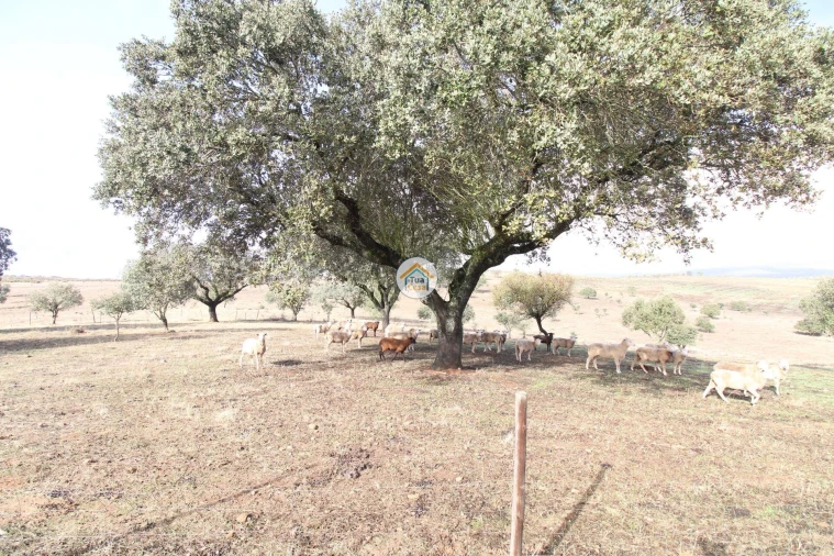 Quinta T3 para Venda em Terena (São Pedro) Foto 42