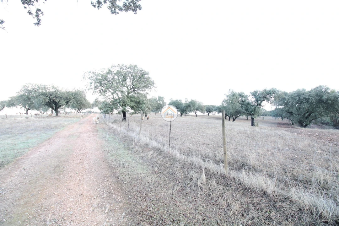 Quinta T3 para Venda em Terena (São Pedro) Foto 40