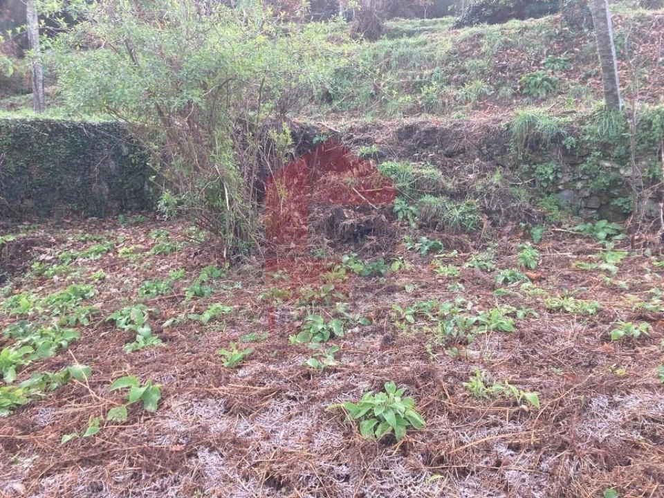 Terreno para Venda em Coucieiro Foto 21