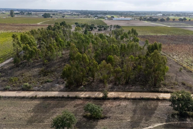 Terreno para Venda em Poceirão e Marateca Foto 4