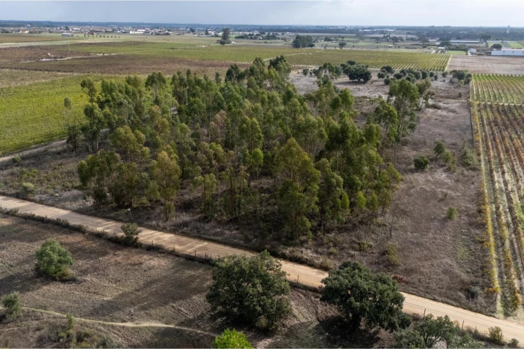 Terreno para Venda em Poceirão e Marateca Foto 5