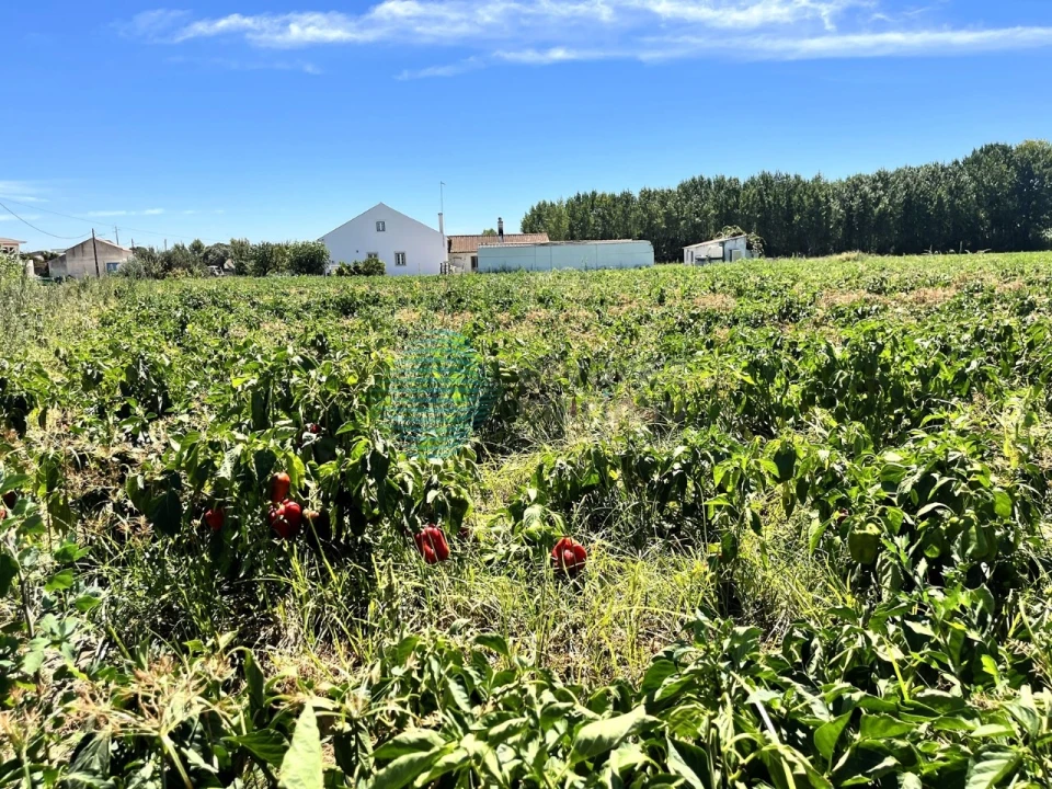 Terreno para Venda em Rio Maior Foto 9