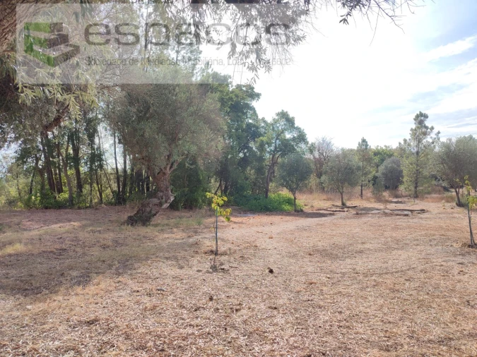 Quinta para Venda em Sarzedas Foto 16