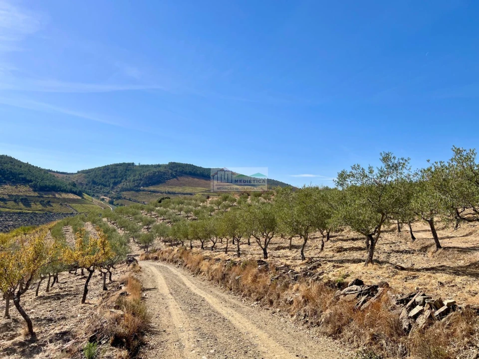 Quinta para Venda em Freixo de Espada a Cinta e Mazouco Foto 5