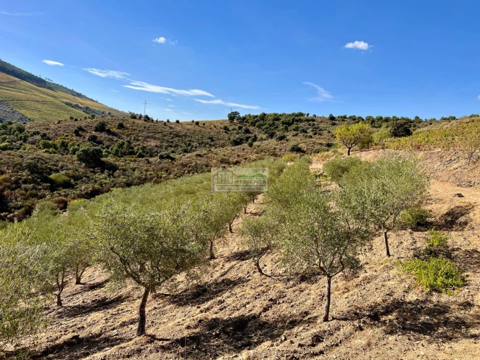 Quinta para Venda em Freixo de Espada a Cinta e Mazouco Foto 6
