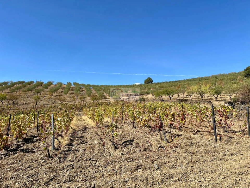 Quinta para Venda em Freixo de Espada a Cinta e Mazouco Foto 10