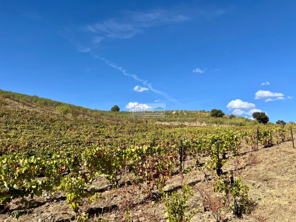 Quinta para Venda em Freixo de Espada a Cinta e Mazouco Foto 11