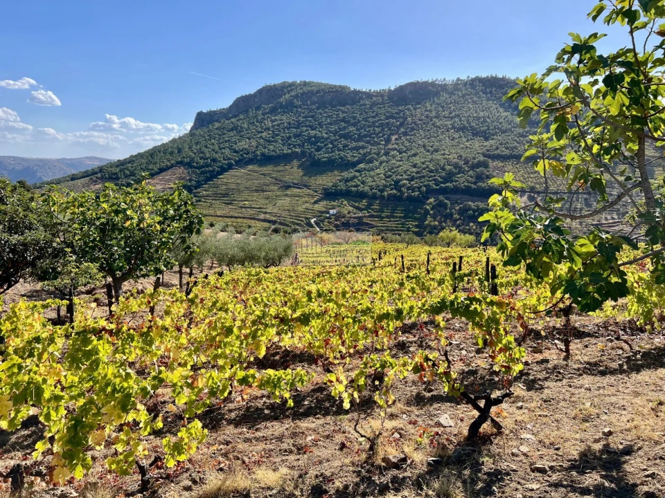 Quinta para Venda em Freixo de Espada a Cinta e Mazouco Foto 12