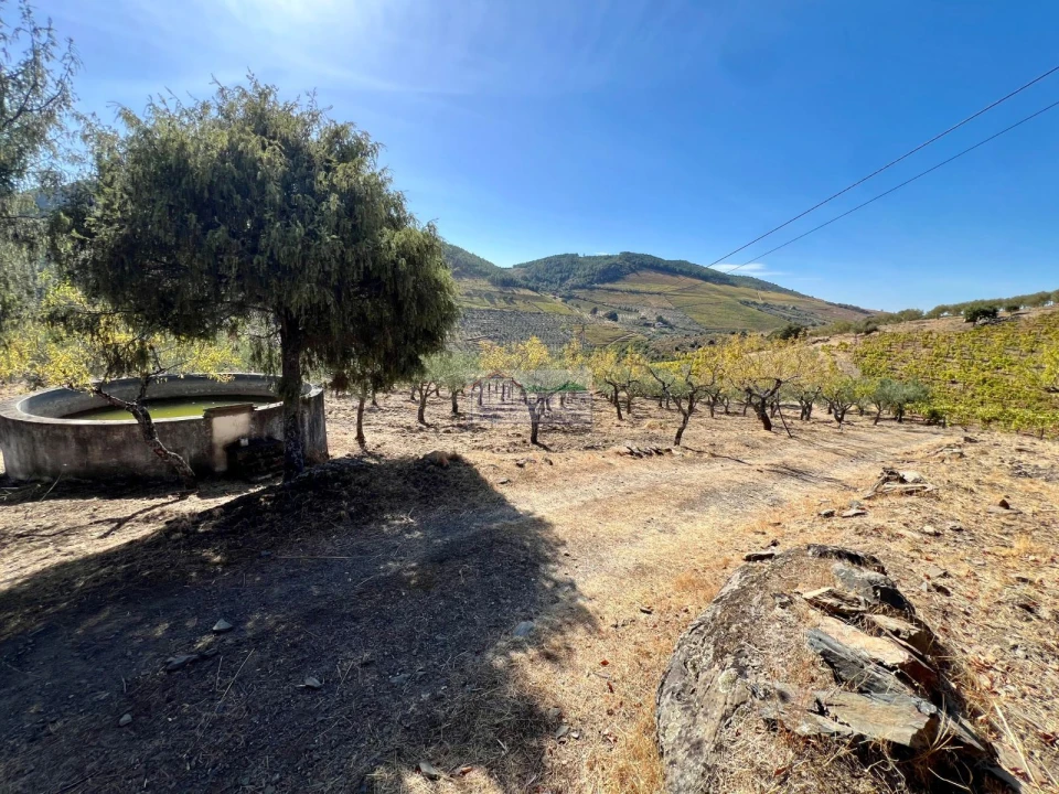Quinta para Venda em Freixo de Espada a Cinta e Mazouco Foto 15