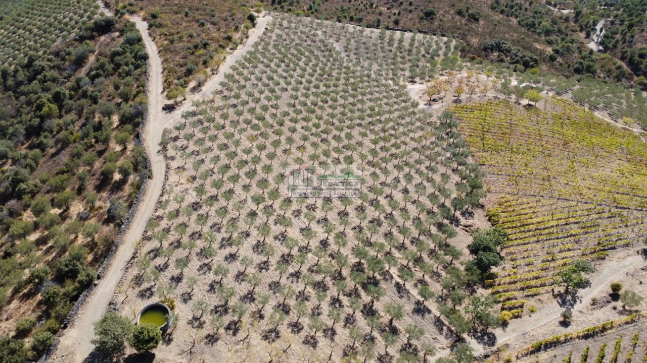 Quinta para Venda em Freixo de Espada a Cinta e Mazouco Foto 19