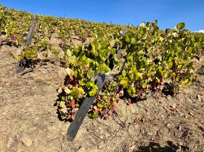 Quinta para Venda em Freixo de Espada a Cinta e Mazouco Foto 9