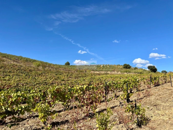 Quinta para Venda em Freixo de Espada a Cinta e Mazouco Foto 11