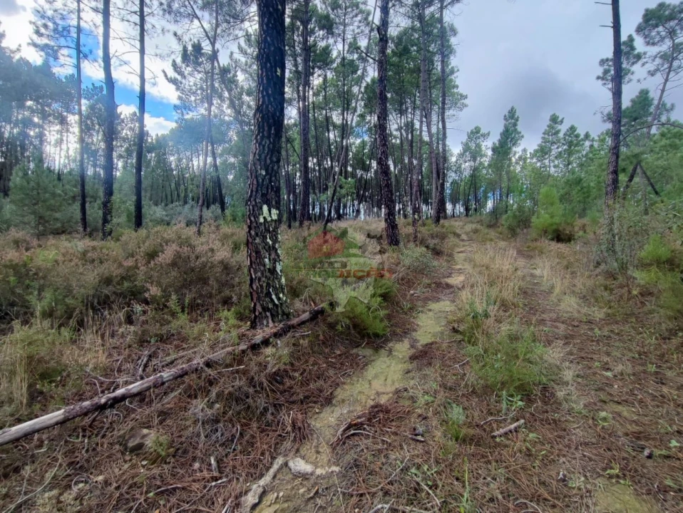 Quinta T0 para Venda em Cumeada e Marmeleiro Foto 17