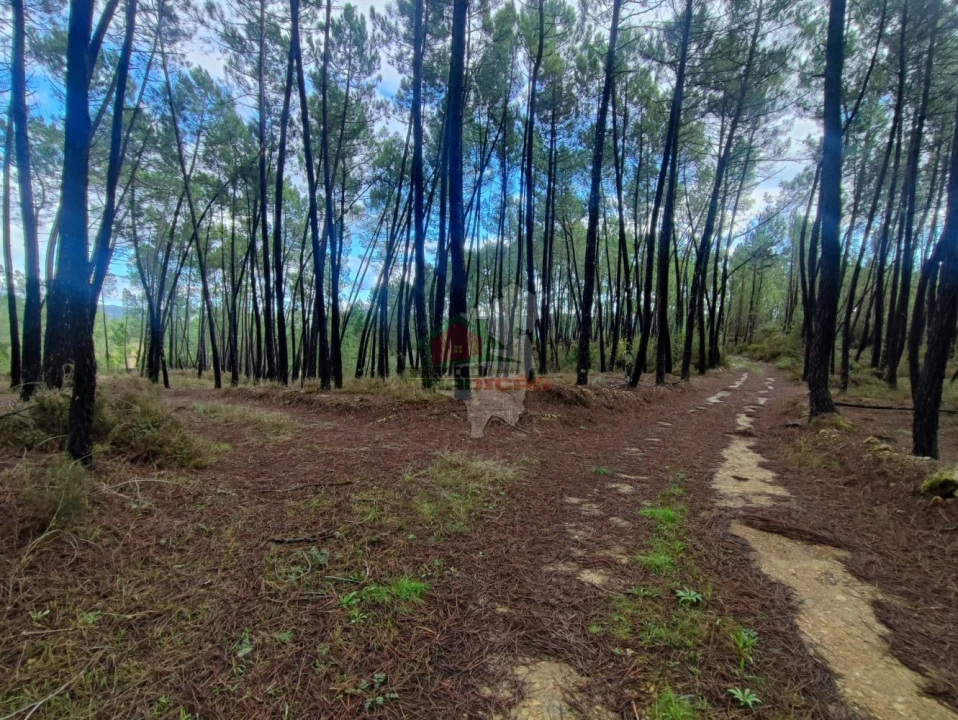 Quinta T0 para Venda em Cumeada e Marmeleiro Foto 18