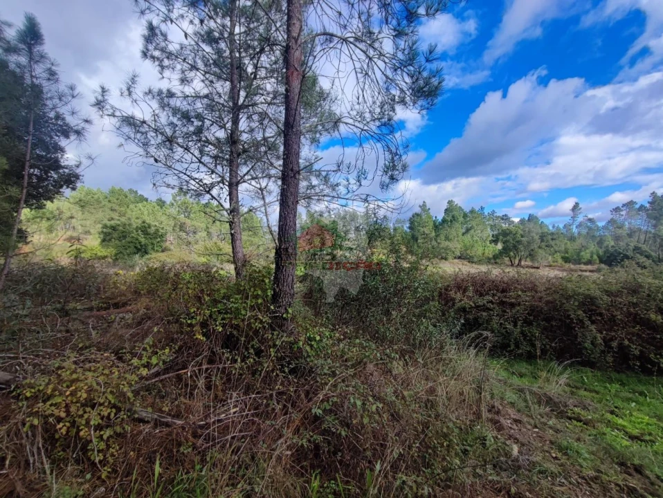 Quinta T0 para Venda em Cumeada e Marmeleiro Foto 6
