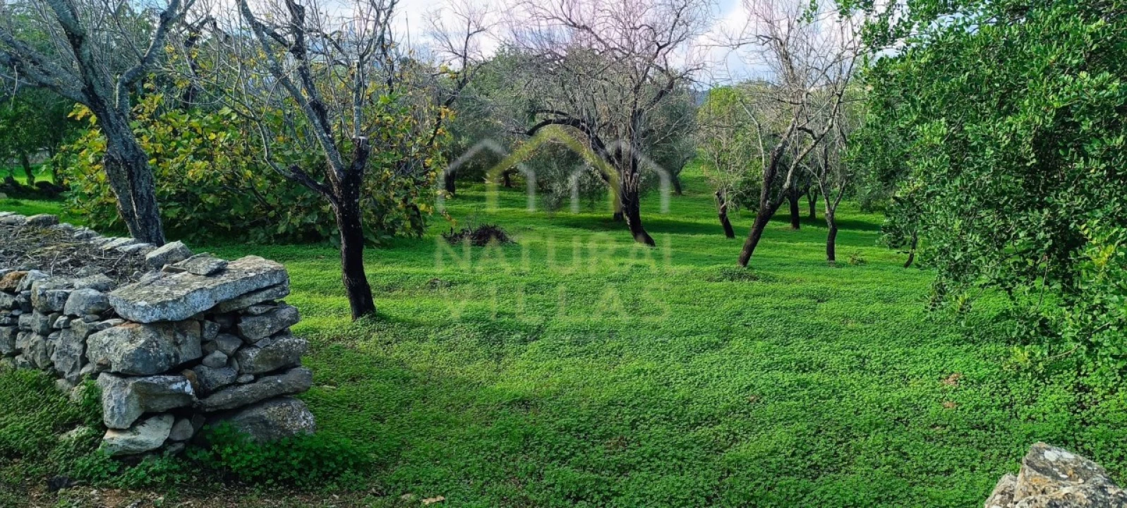 Terreno Agricola ou Rústico para Venda em Loule (São Sebastião) Foto 2