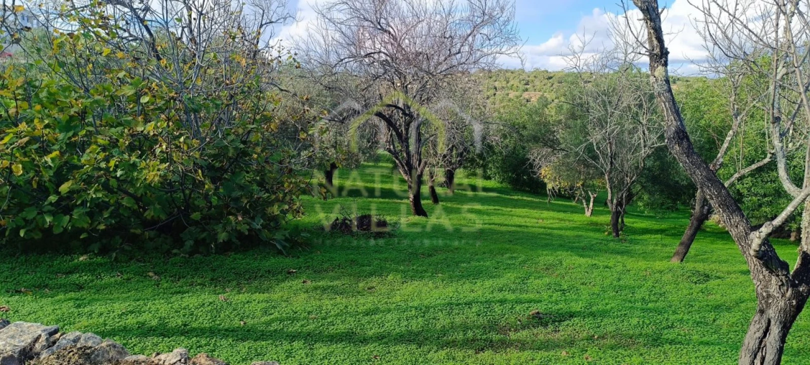 Terreno Agricola ou Rústico para Venda em Loule (São Sebastião) Foto 3