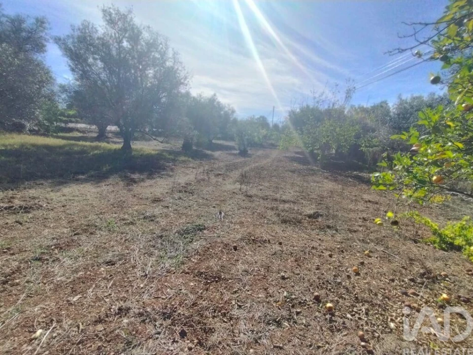 Terreno para Venda em São Brás de Alportel Foto 12