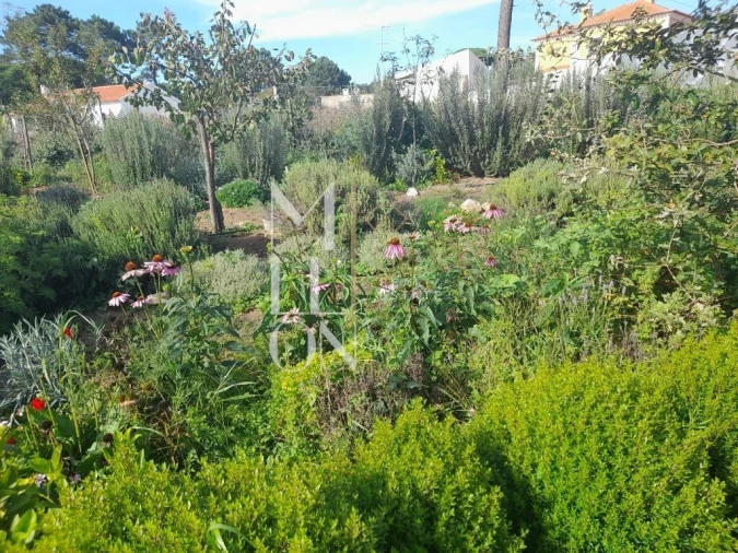 Terreno para Venda em Colares Foto 3