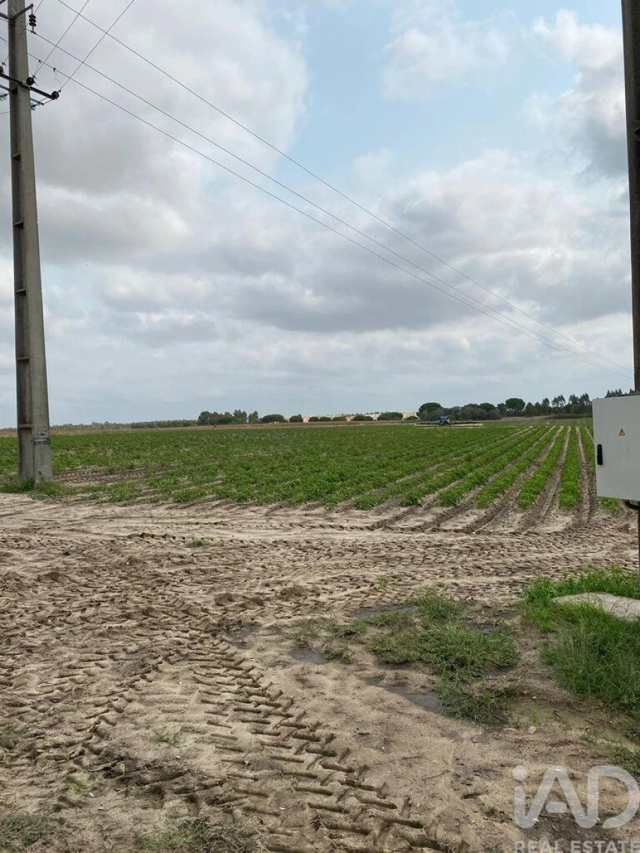 Terreno para Venda em Pegões Foto 2