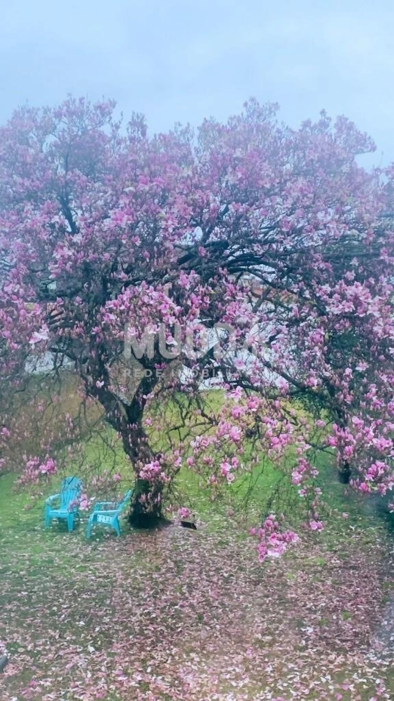 Moradia T5 para Venda em Ovar, São João, Arada e São Vicente de Pereira Jusã Foto 42