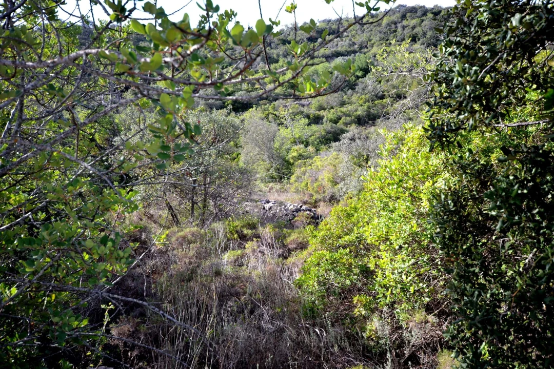 Terreno para Venda em Loule (São Sebastião) Foto 5