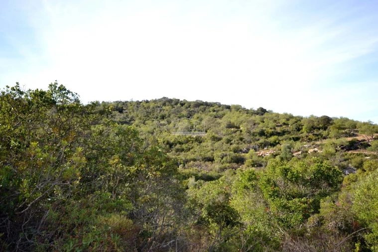 Terreno para Venda em Loule (São Sebastião) Foto 7