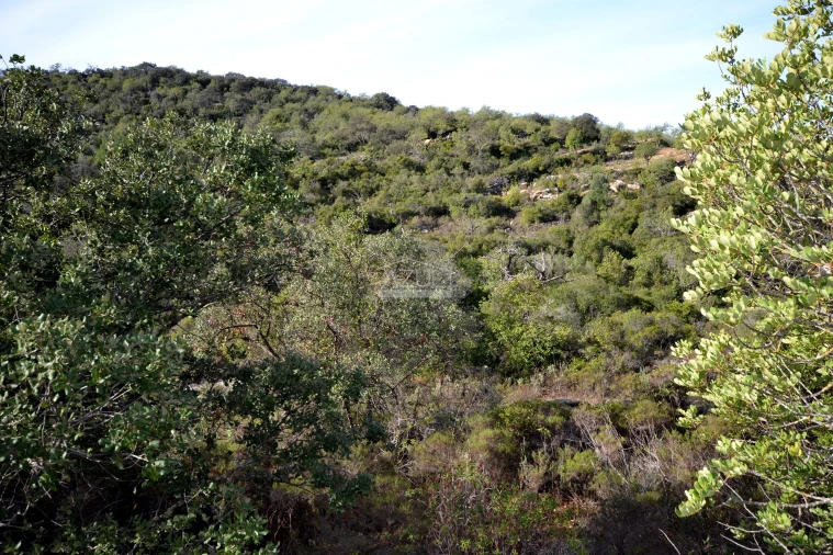 Terreno para Venda em Loule (São Sebastião) Foto 3