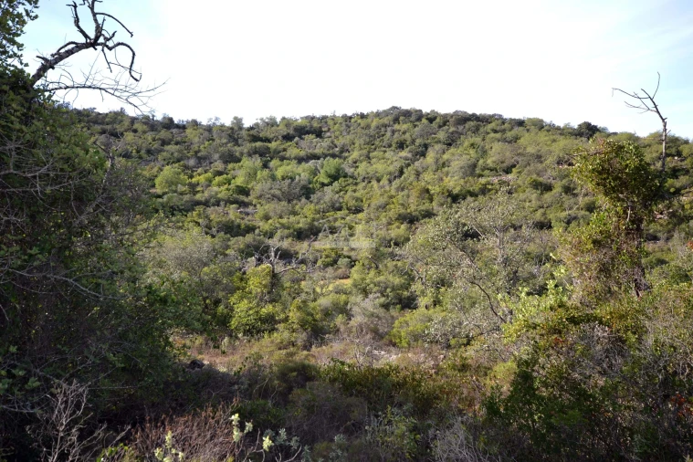 Terreno para Venda em Loule (São Sebastião) Foto 6