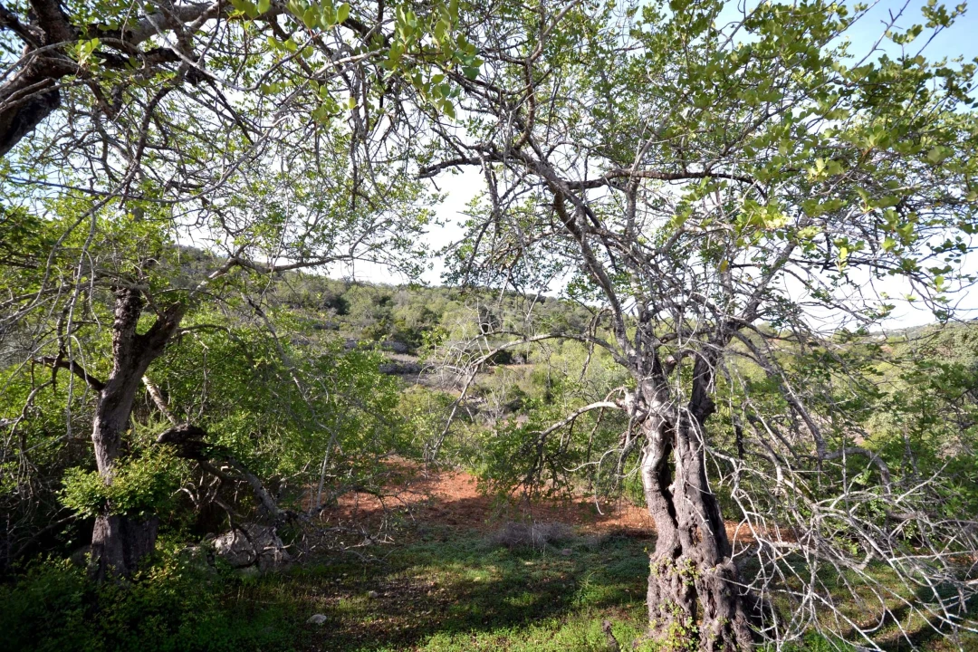 Terreno para Venda em Loule (São Sebastião) Foto 6