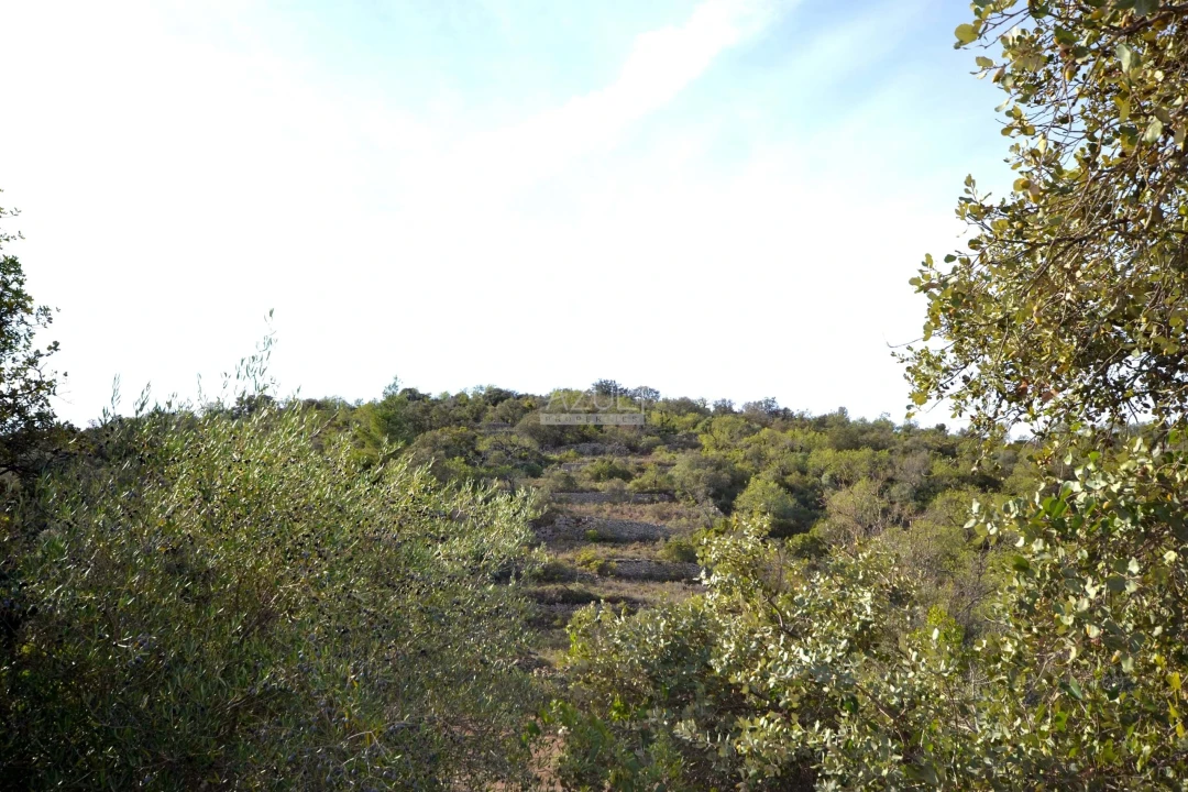 Terreno para Venda em Loule (São Sebastião) Foto 8